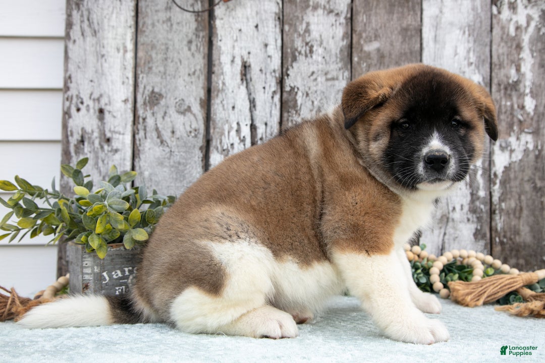 Akita dogs for sale: Chloe - Ad 3
