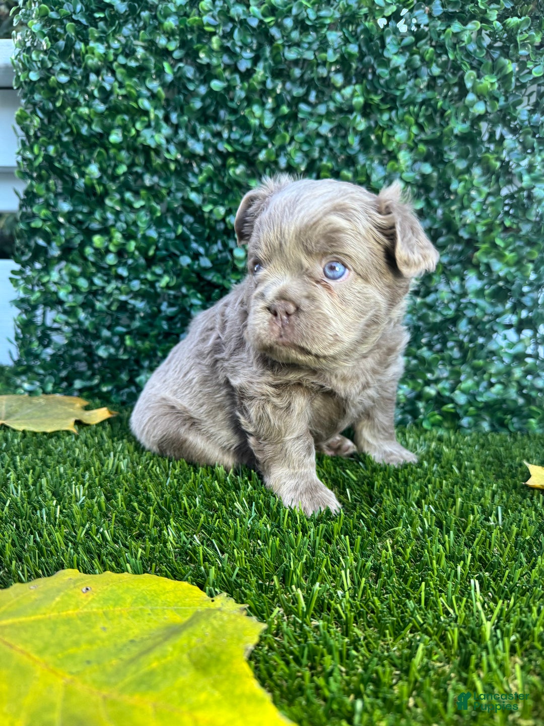 French Bulldog dogs for sale: Ocean - Ad 1