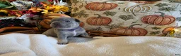 French Bulldog dogs for sale: Hazel - Ad 3