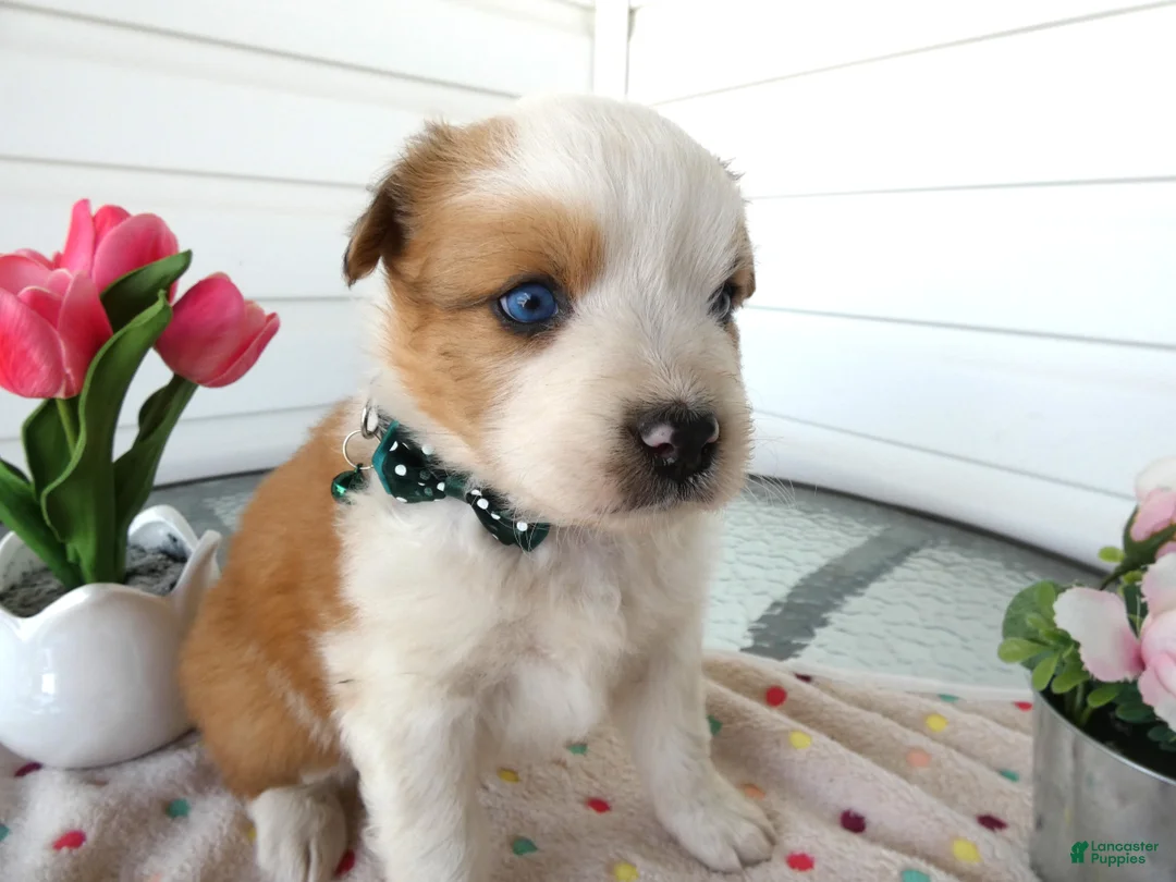 Border Collie dogs for sale: Border Collie Puppy 4 Kato - Ad 2