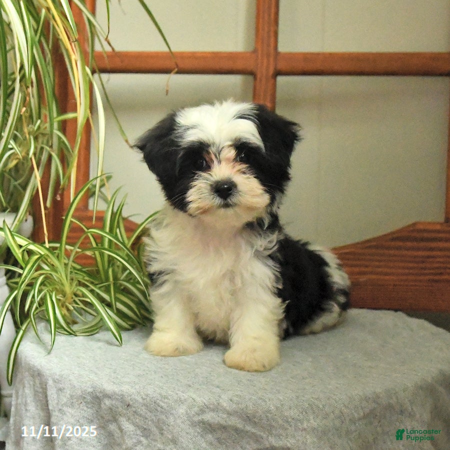 Mixed Breed dogs Satin - Ad 37