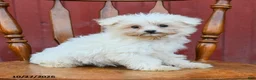Maltipoo dogs for sale: Giggles - Ad 3