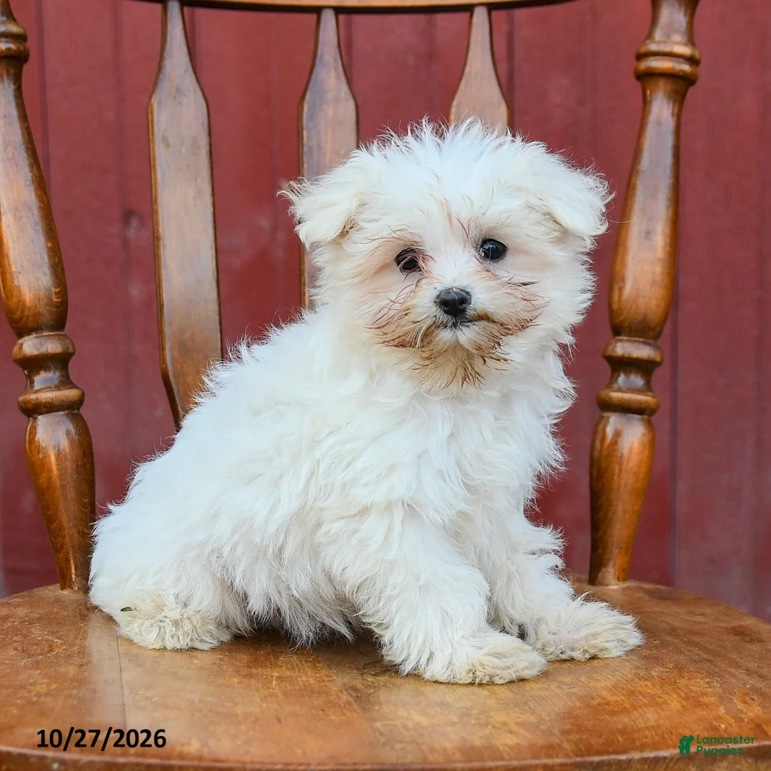 Maltipoo dogs for sale: Giggles - Ad 3