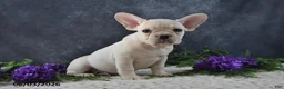 French Bulldog dogs for sale: Jasmine - Ad 5
