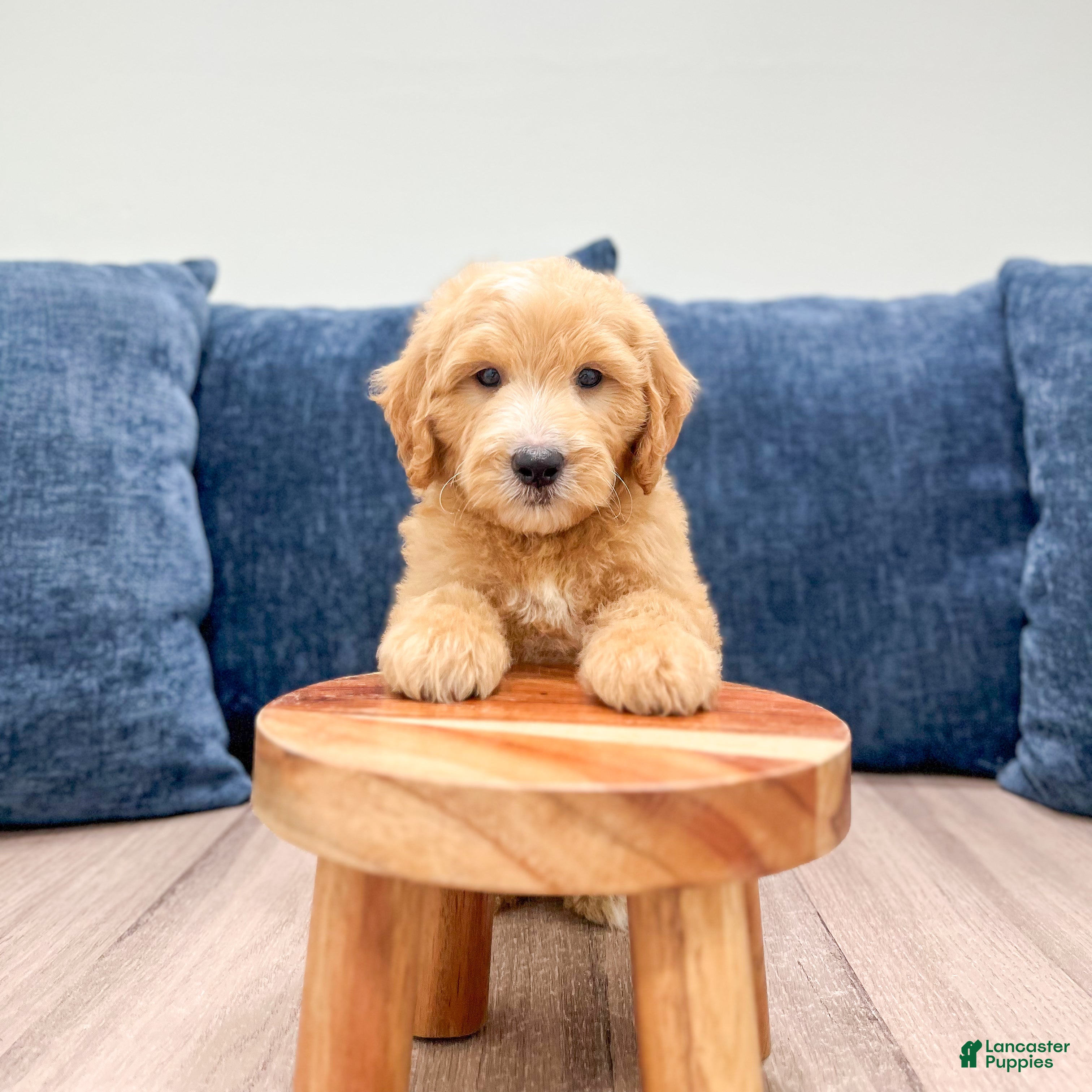 Mini Goldendoodle dogs Lynn - Ad 2