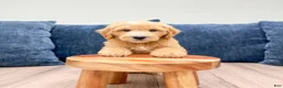Mini Goldendoodle dogs for sale: Lynn - Ad 2