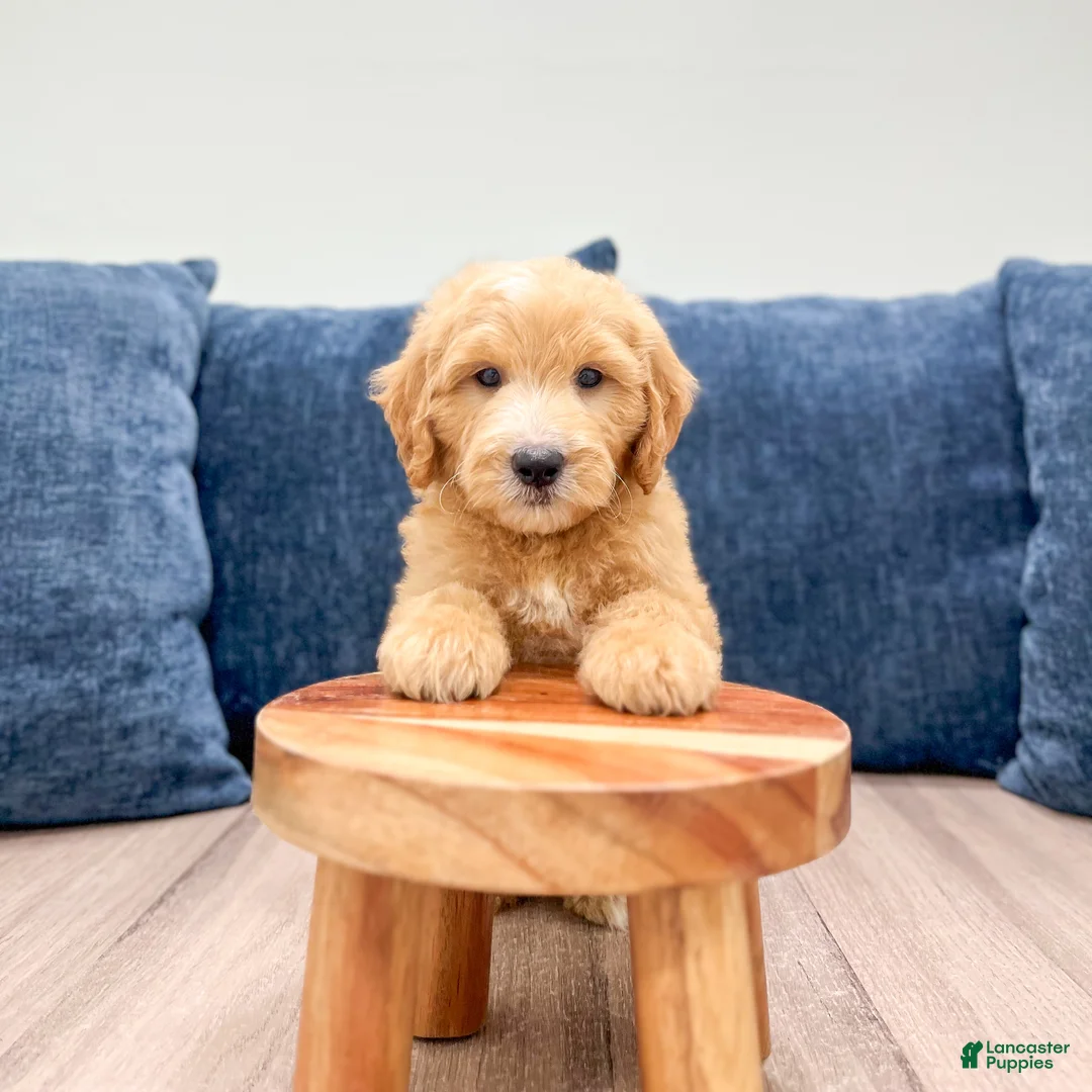 Mini Goldendoodle dogs for sale: Lynn - Ad 2