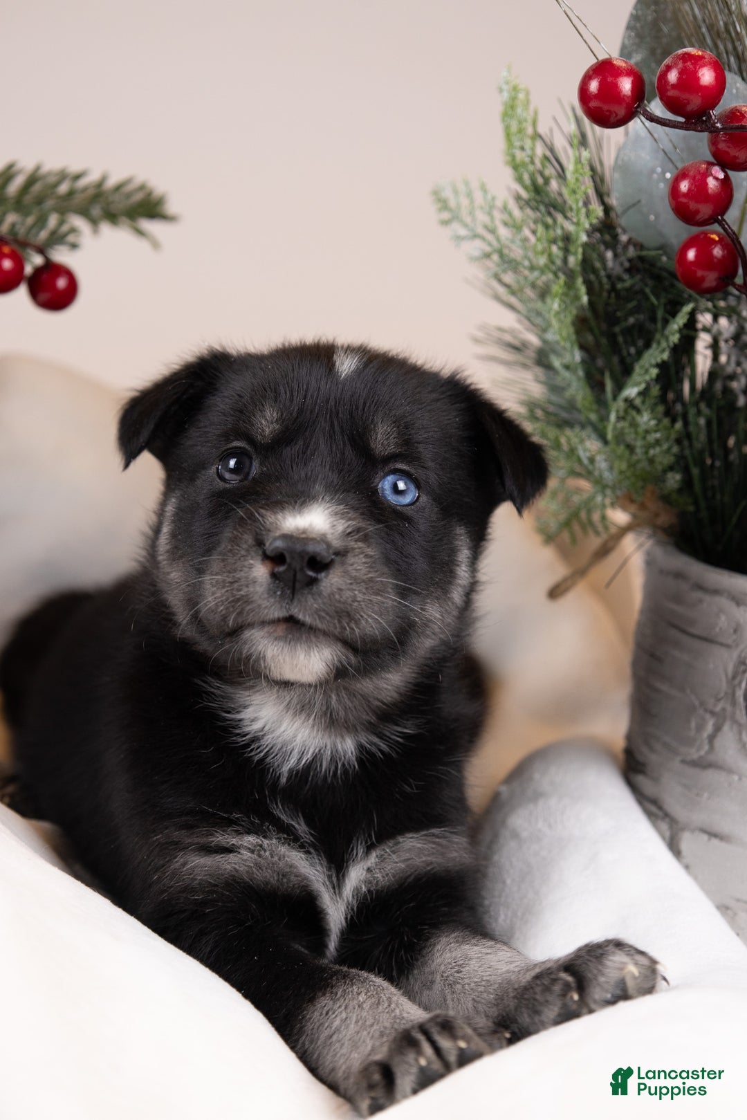 Goberian dogs for sale: Bear - Ad 2