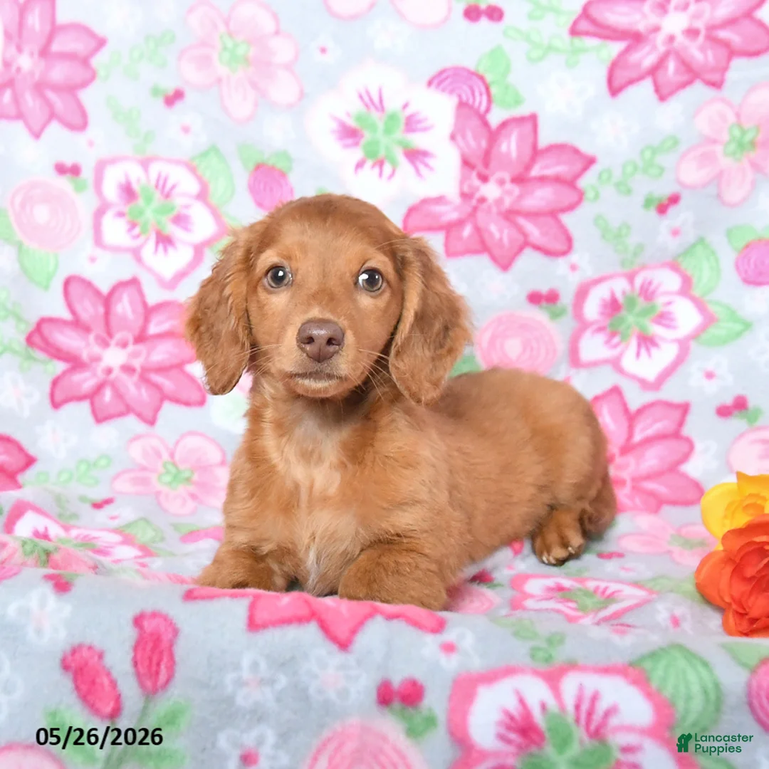 Miniature Dachshund dogs for sale: Frankie - Ad 2