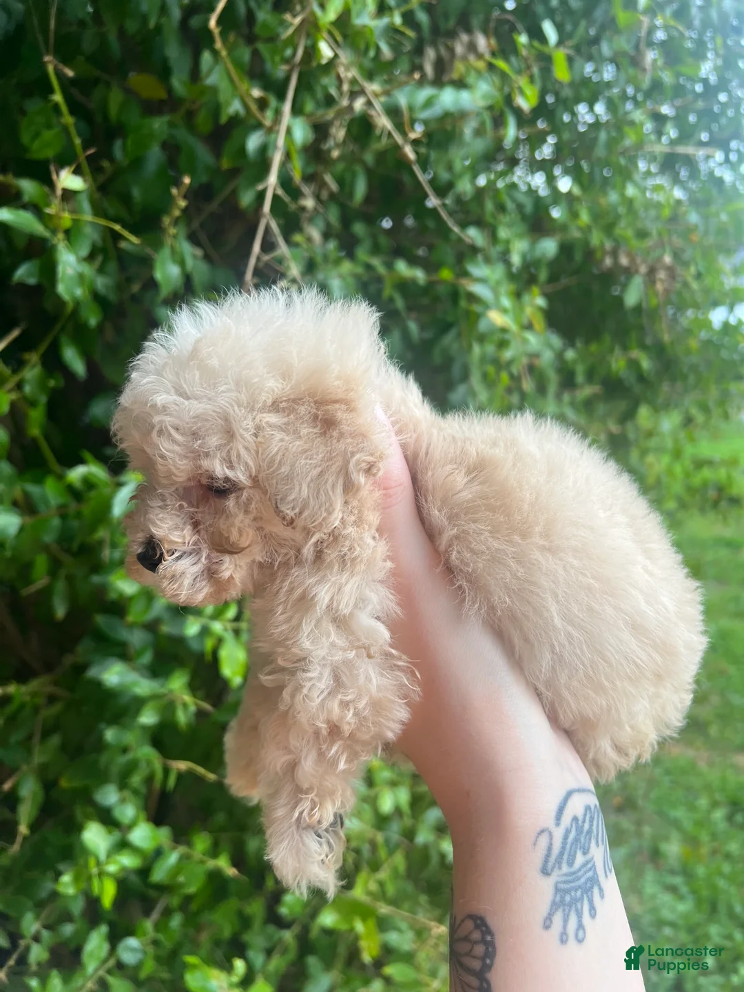 Toy Poodle dogs for sale: Daisy  - Ad 2