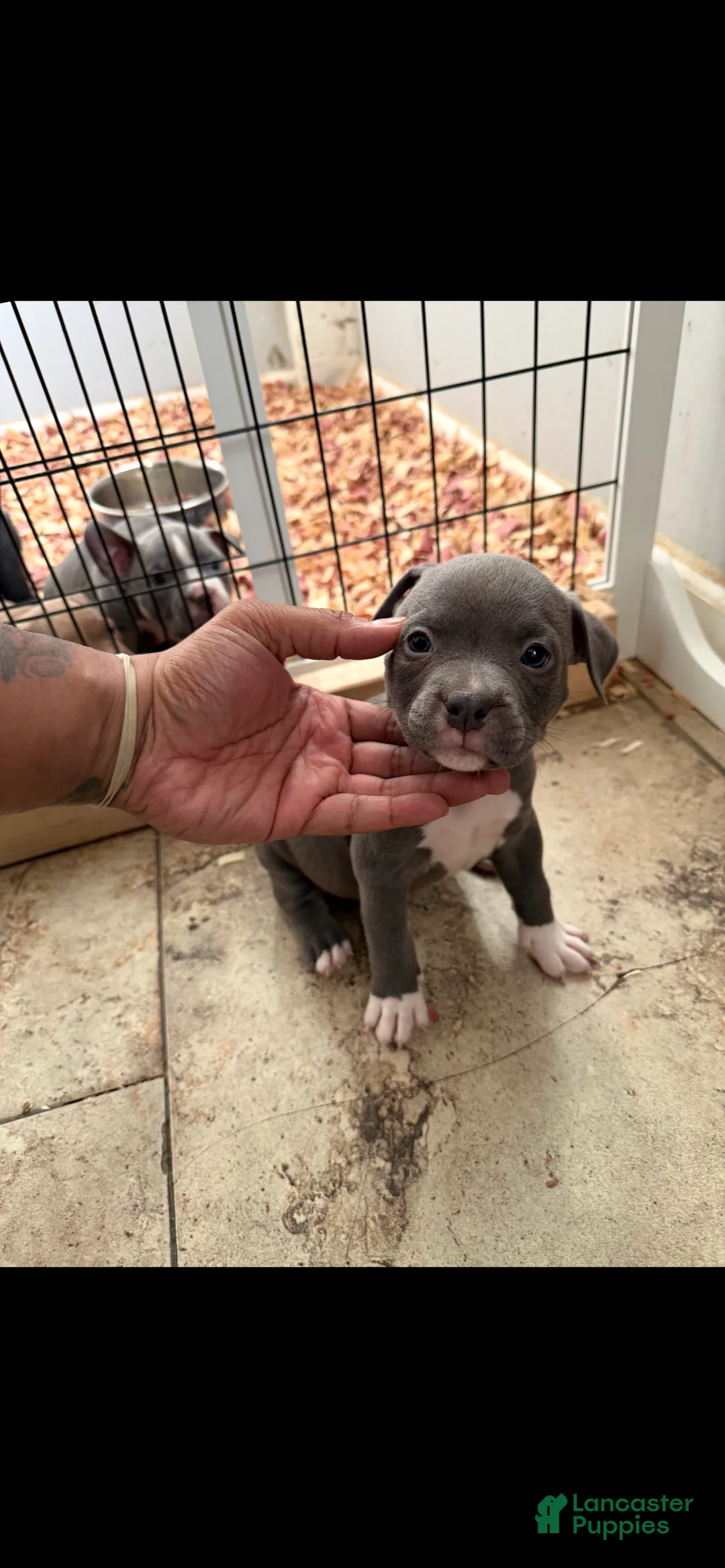 American Bully dogs for sale: American Bully 2 - Ad 1