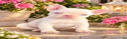 French Bulldog dogs for sale: Pink Bear  - Ad 14