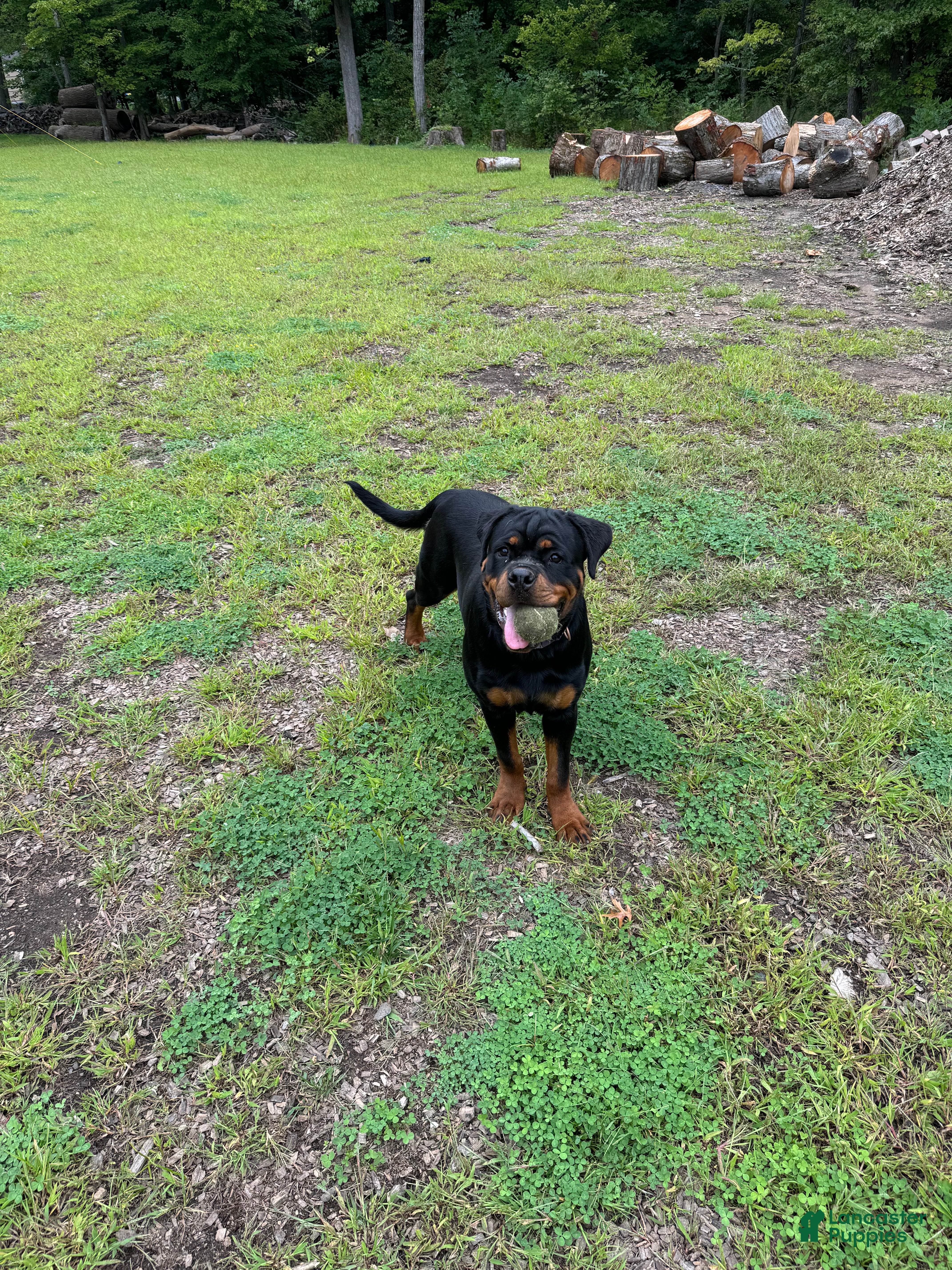 Rottweiler dogs Rottweiler 6 - Ad 1