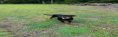 Rottweiler 6