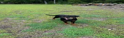 Rottweiler dogs for sale: Rottweiler 6 - Ad 1