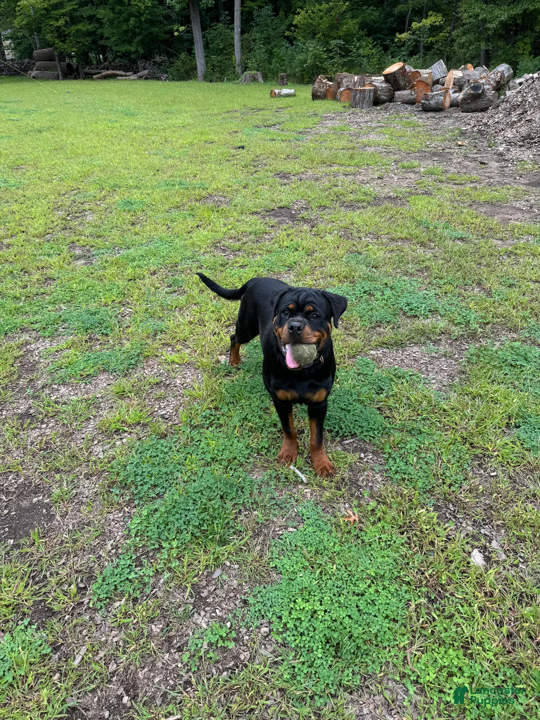 Rottweiler dogs for sale: Rottweiler 6 - Ad 1