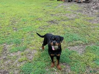 Rottweiler dogs Rottweiler 6 - Ad 1