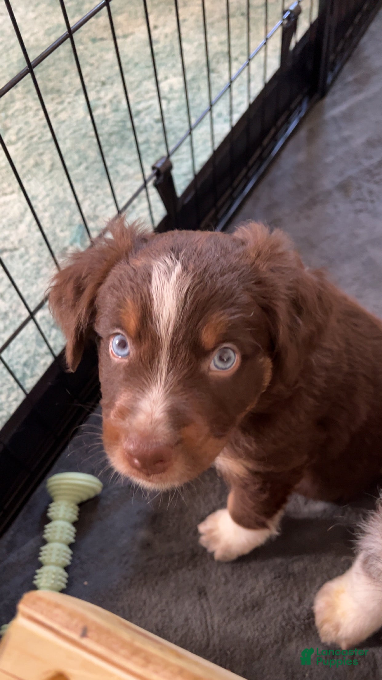 Australian Shepherd dogs Juniper - Ad 10
