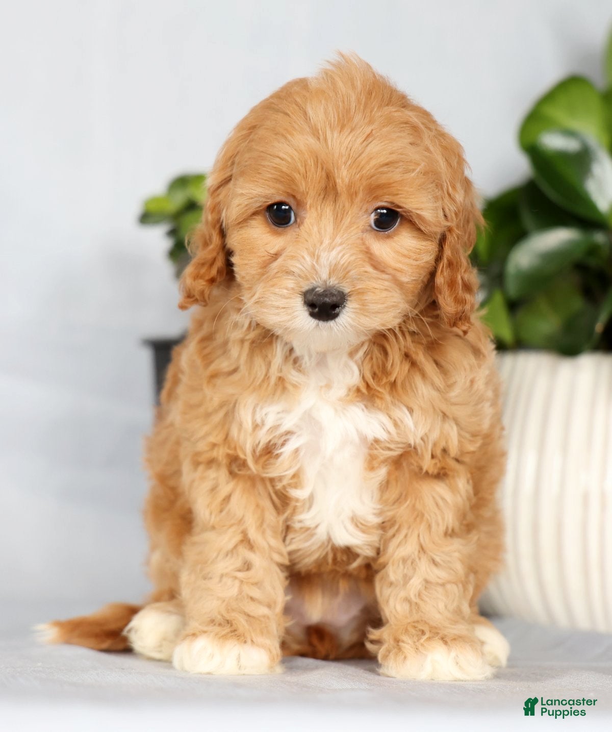 Cavapoo dogs Paisley - Ad 2