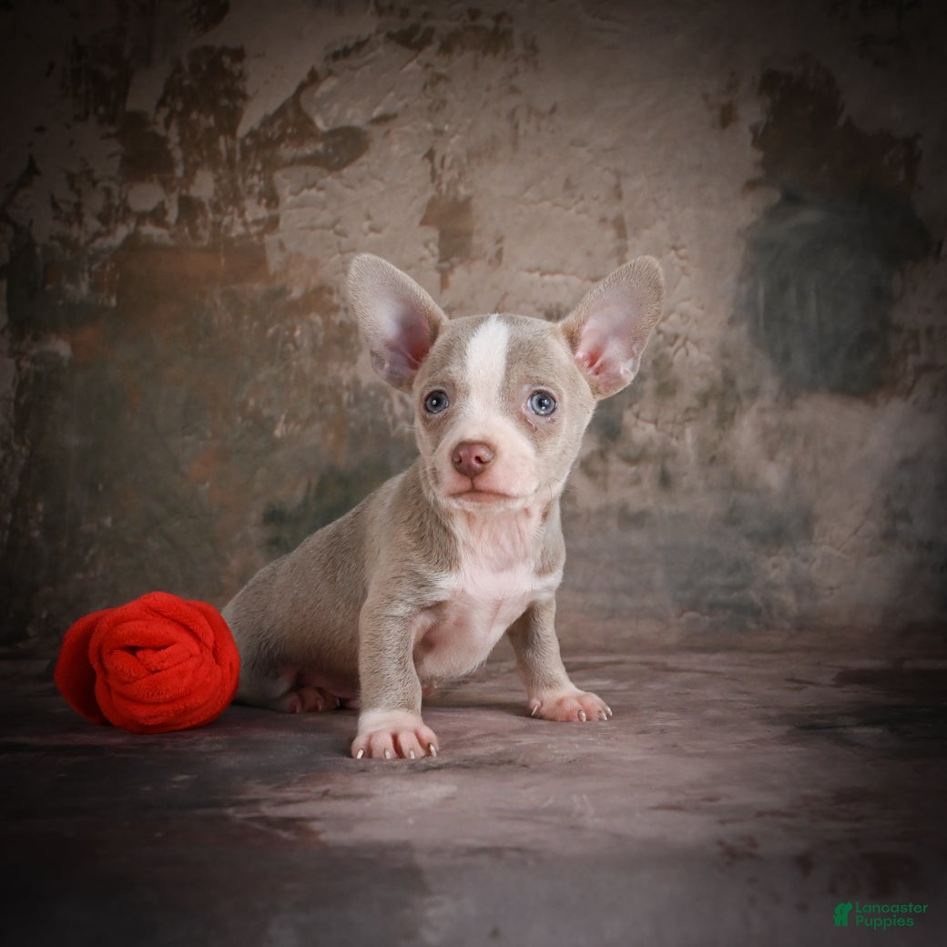 Chihuahua dogs for sale: Jay - Ad 6