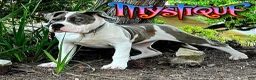 American Bully dogs for sale: "BEAD PITT" - Ad 6