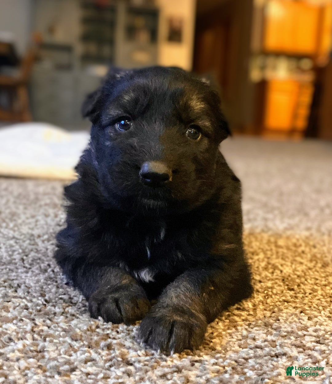 German Shepherd dogs for sale: ♥️SWEET DEZARAY ♥️ - Ad 2