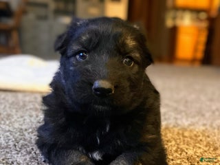 German Shepherd dogs ♥️SWEET DEZARAY ♥️ - Ad 16