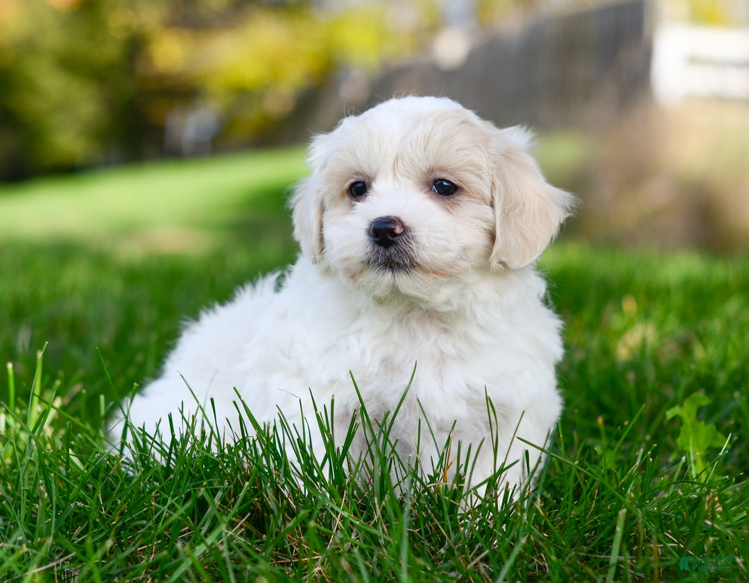 Teddy Bear dogs for sale: Fergus - Ad 6