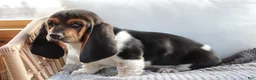 Basset Hound dogs for sale: Basset Hound Puppy 1 - Ad 2