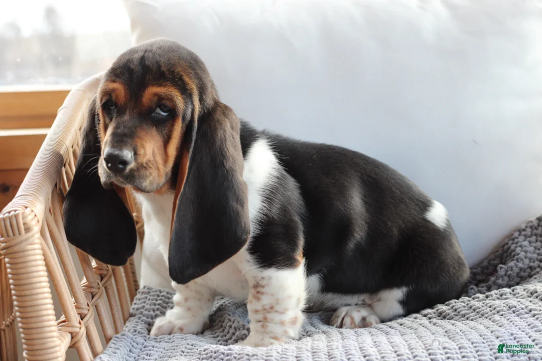 Basset Hound dogs for sale: Basset Hound Puppy 1 - Ad 2