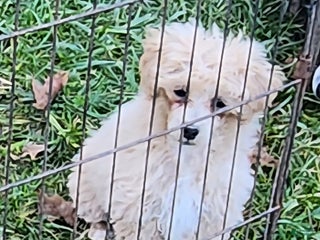 Toy Poodle dogs Happy - Ad 40