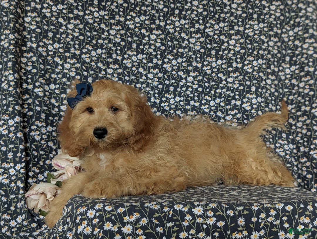 Cockapoo dogs for sale: Kayla - Ad 6