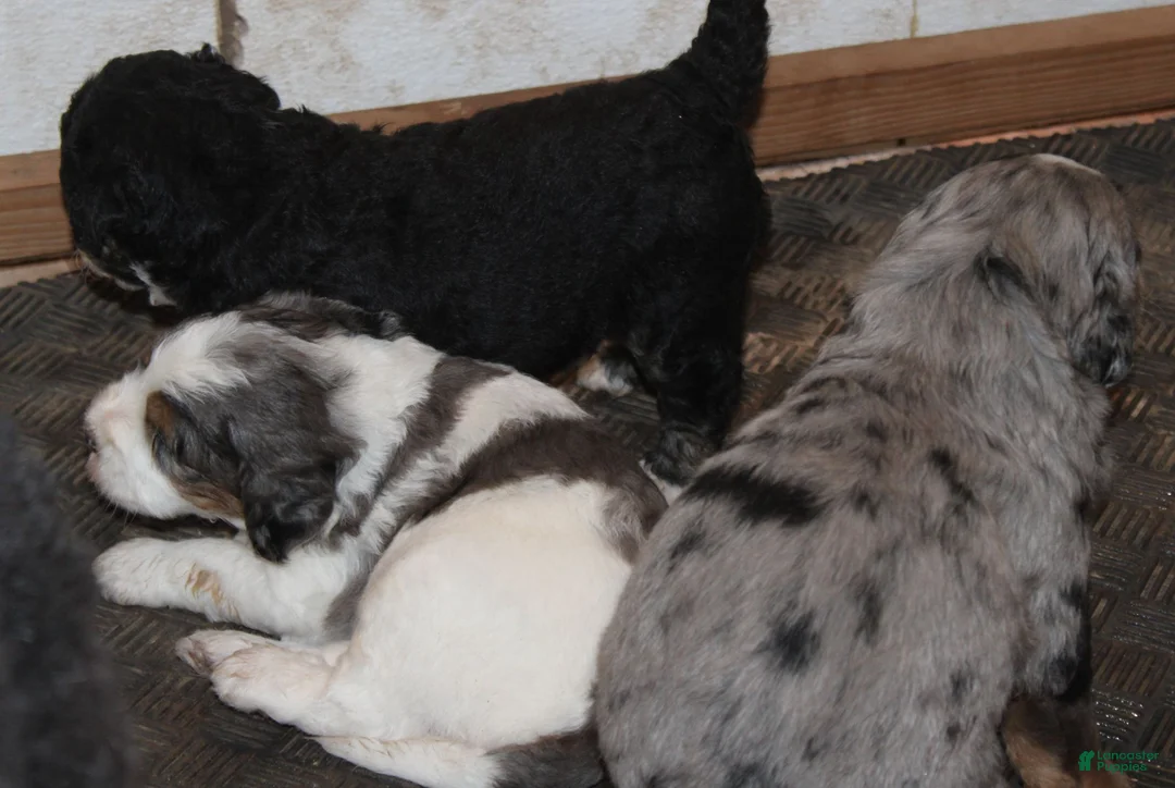Bernedoodle dogs for sale: Bixley - Ad 9