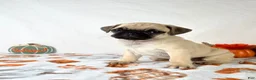 Pug dogs for sale: Princeton - Ad 4