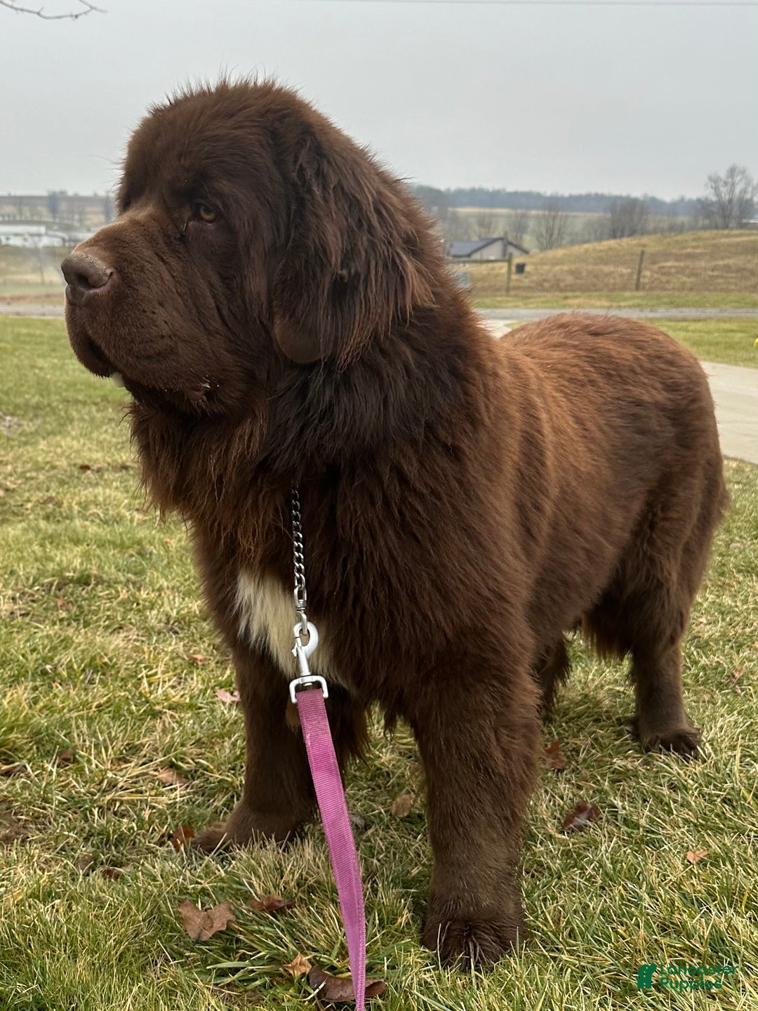 Newfoundland dogs for sale: OFA,AKC,CH, “Raine”  - Ad 8