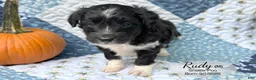 Sheltiedoodle dogs for sale: Rudy - Ad 4