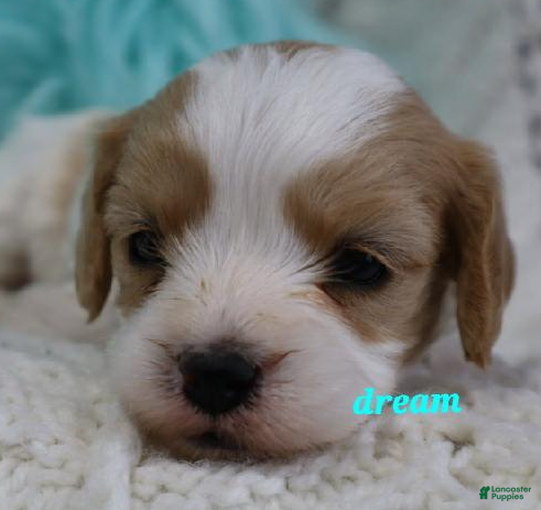 Cavapoo dogs Laramie - Ad 2