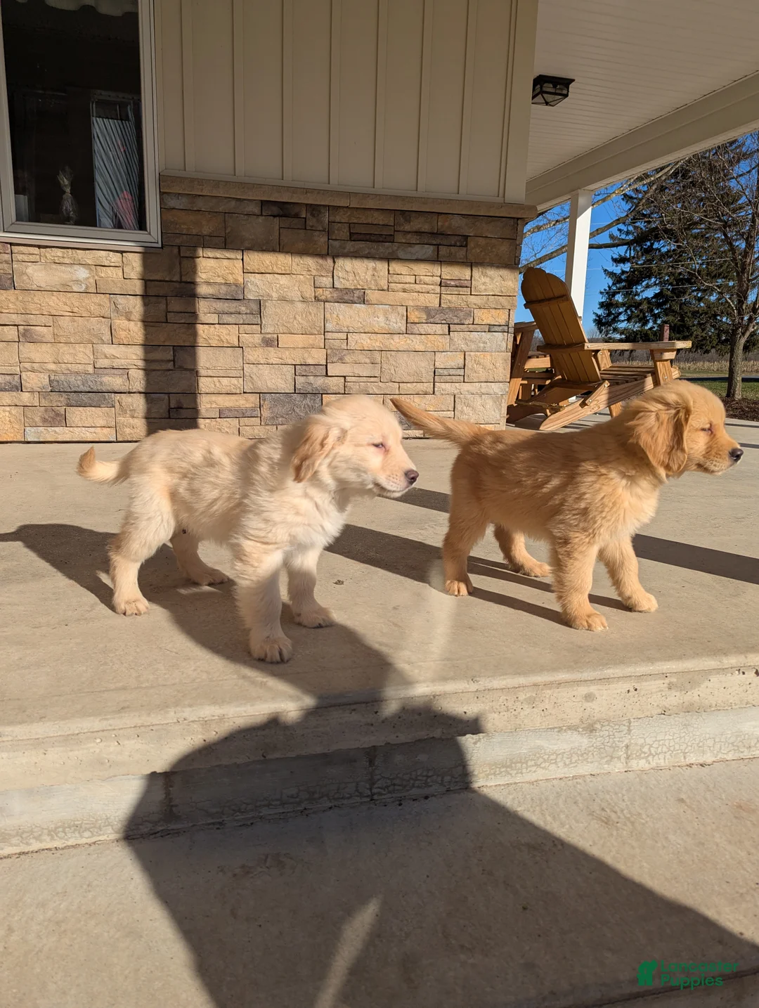 Golden Retriever dogs for sale: Charlie  - Ad 2