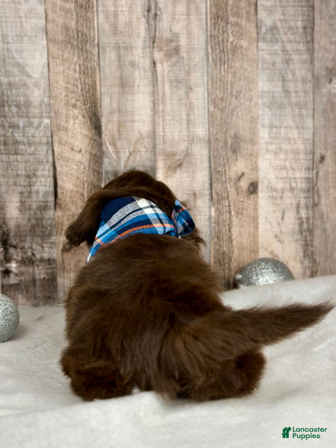 Shih Tzu dogs for sale: Hudson - Ad 3