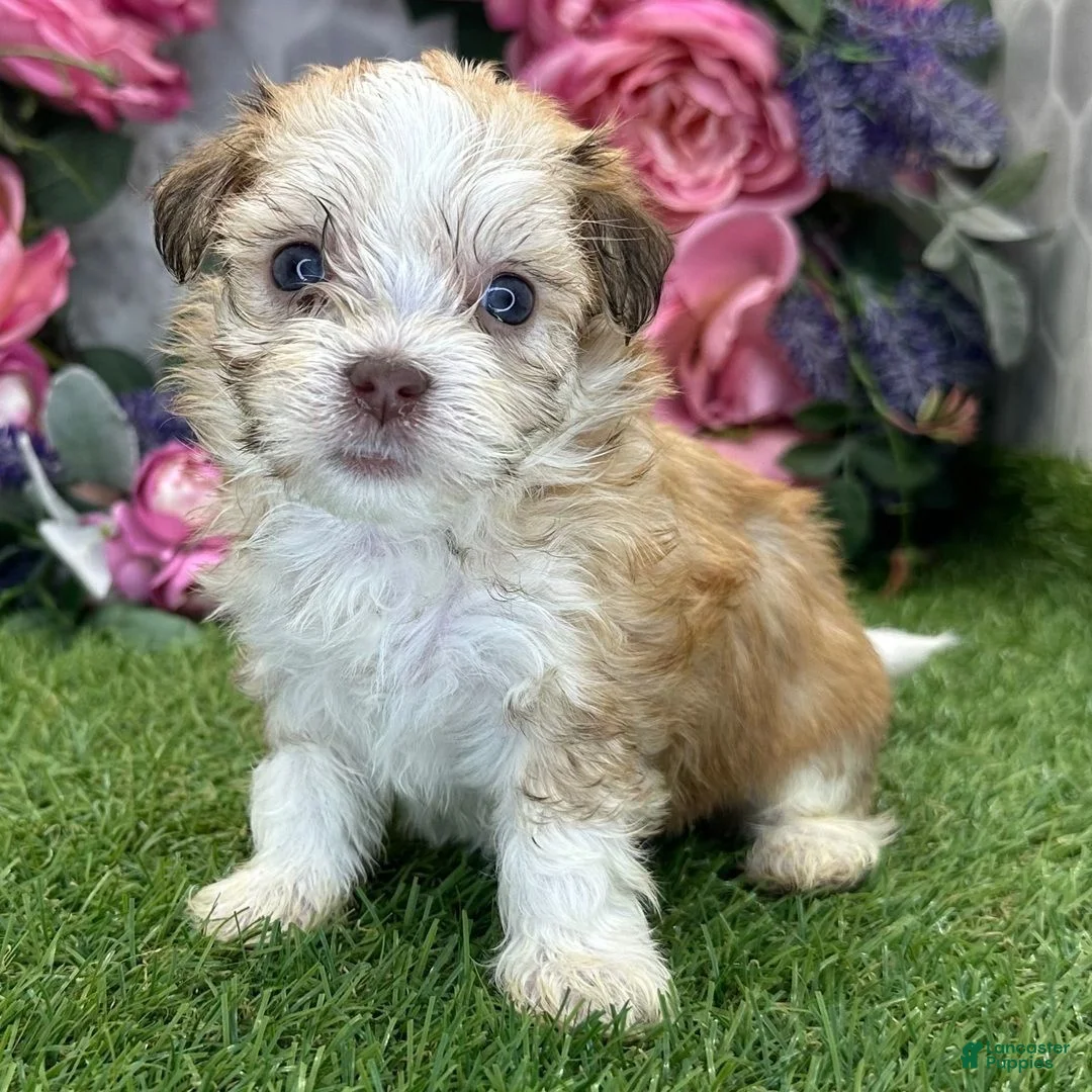 Havanese dogs for sale: Havanese 1 - Ad 3