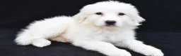 Great Pyrenees dogs for sale: Marla - Ad 7