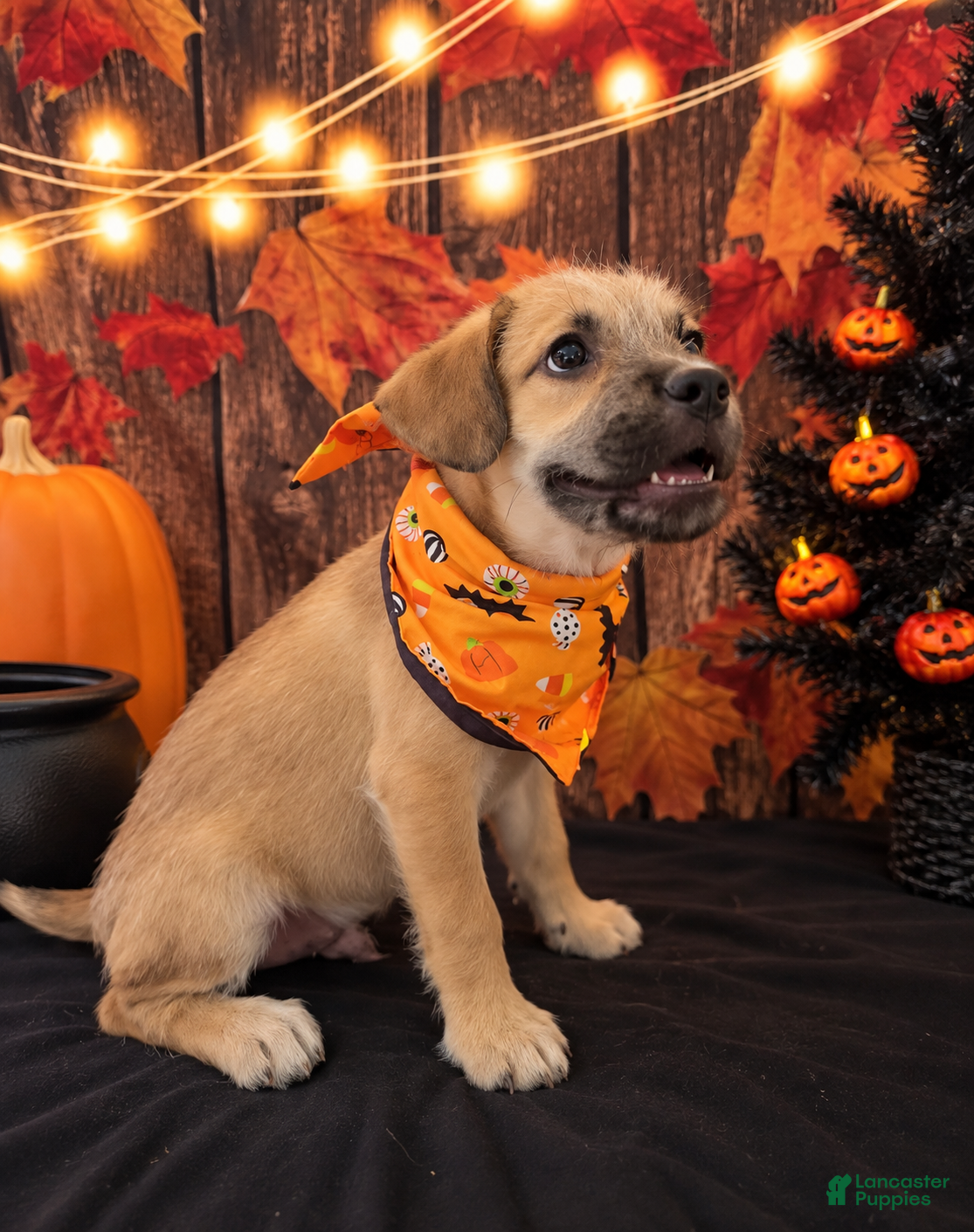 Mixed Breed dogs Mixed Breed 1 - Ad 34