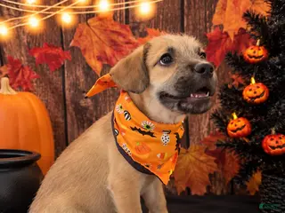 Mixed Breed dogs Mixed Breed 1 - Ad 34