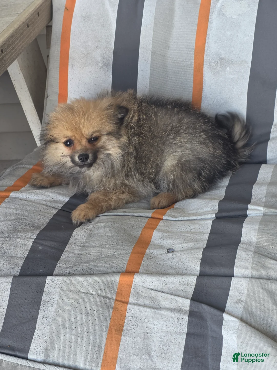 Pomeranian dogs for sale: Patty  - Ad 2