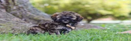 Maltipoo dogs for sale: Chip - Ad 3