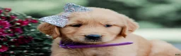 Golden Retriever dogs for sale: Amber AKC Golden Retriever - Ad 3