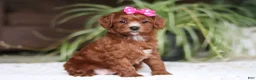 Cavapoo dogs for sale: Chloe - Ad 5