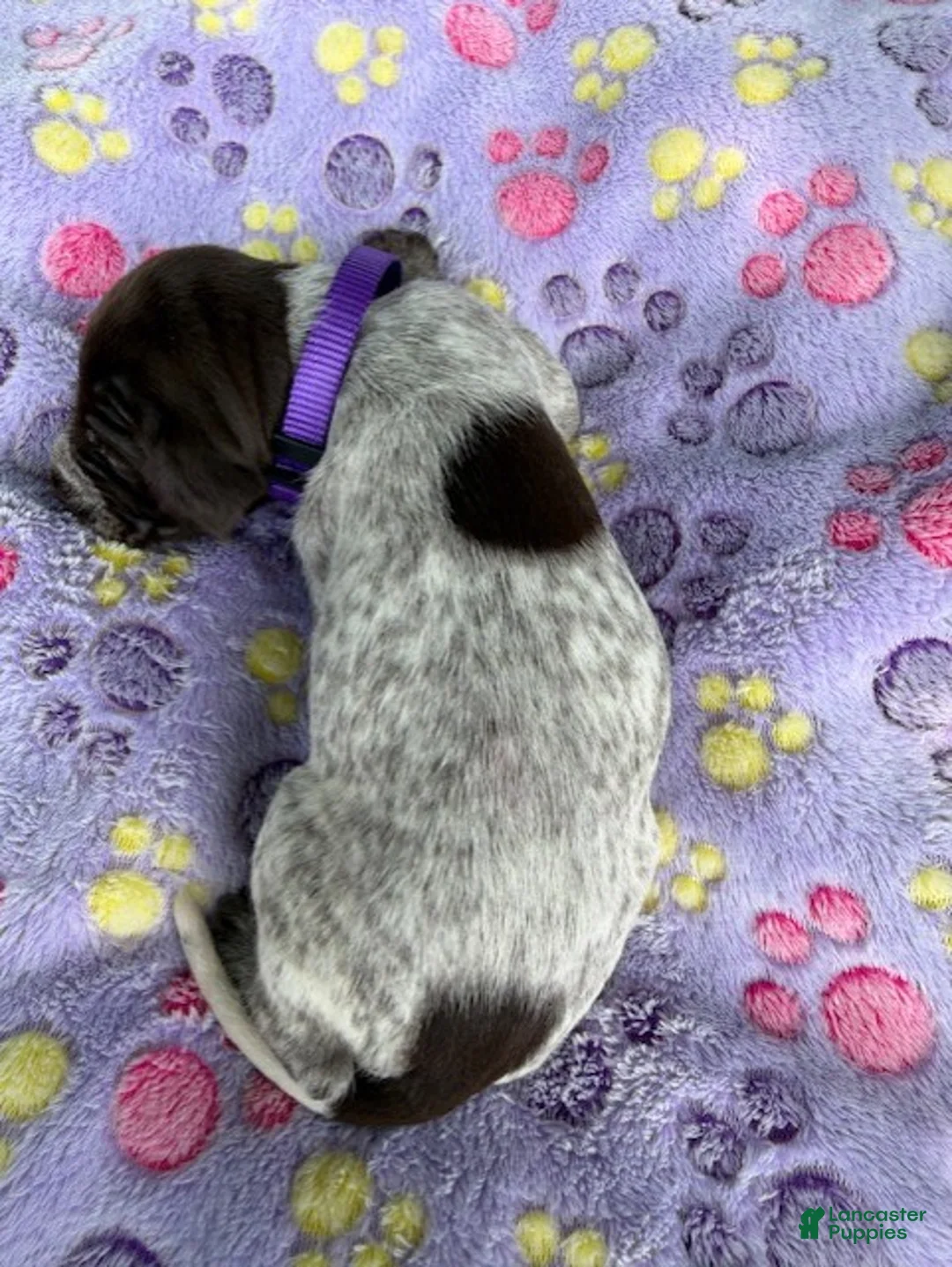 Wirehaired Pointing Griffon dogs for sale: Puppy 11 - Ad 2