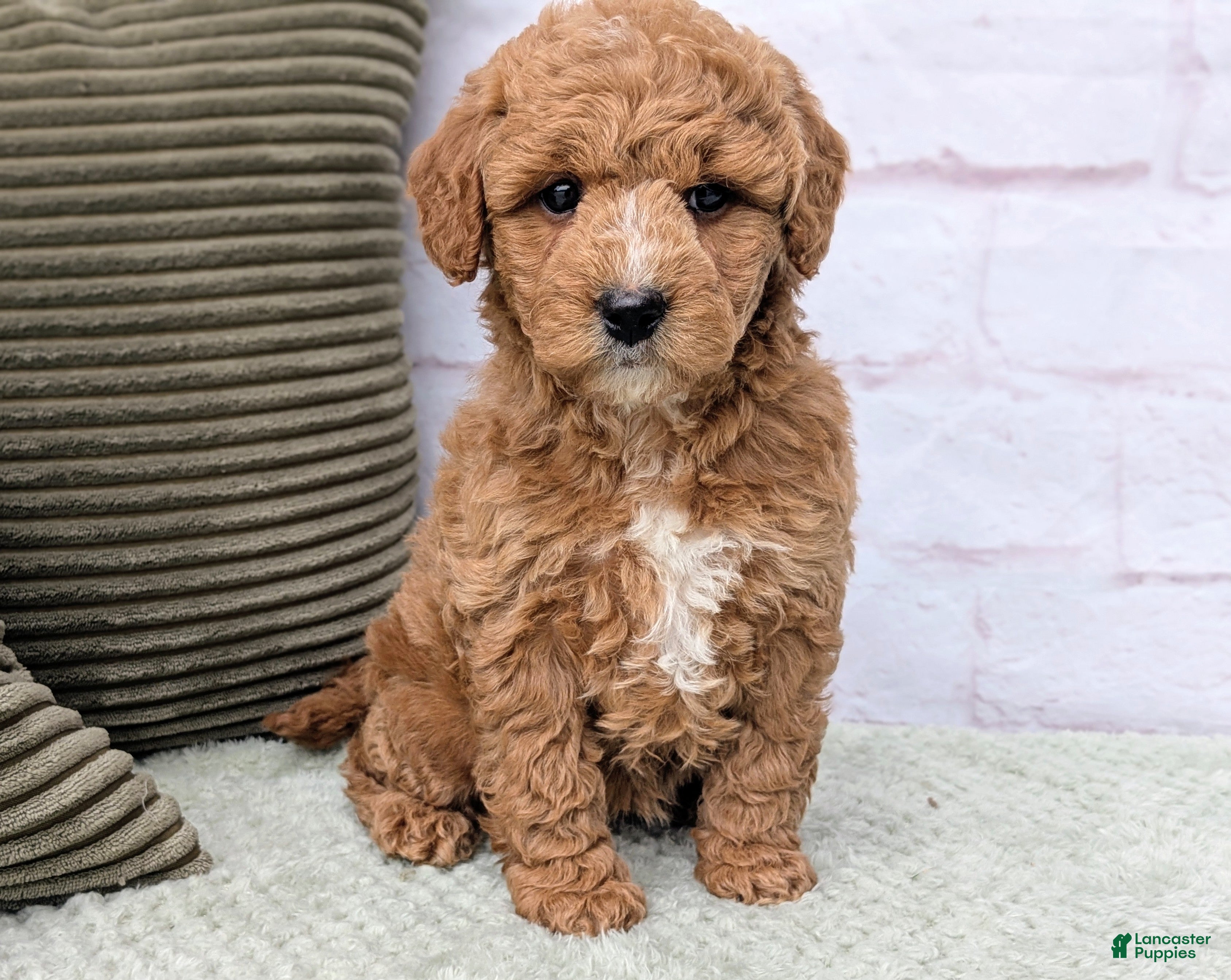 Mini Goldendoodle dogs Lanie  - Ad 2