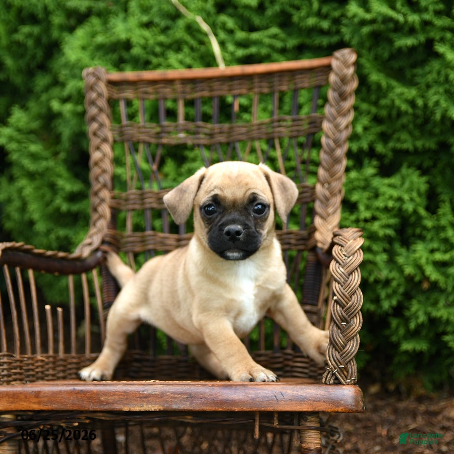 Jug dogs Keegan - Ad 2